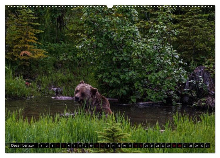 Produktbild: Grizzlys und Geisterb&auml;ren - Glendale Cove, Kanada (hochwertiger Premium Wandkalender 2027 DIN A2 quer), Kunstdruck in Hochglanz