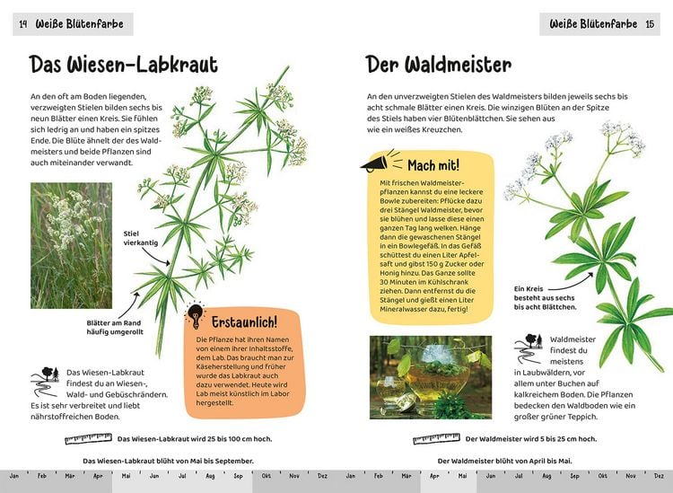 Produktbild: Was bl&uuml;ht denn da? Kindernaturf&uuml;hrer