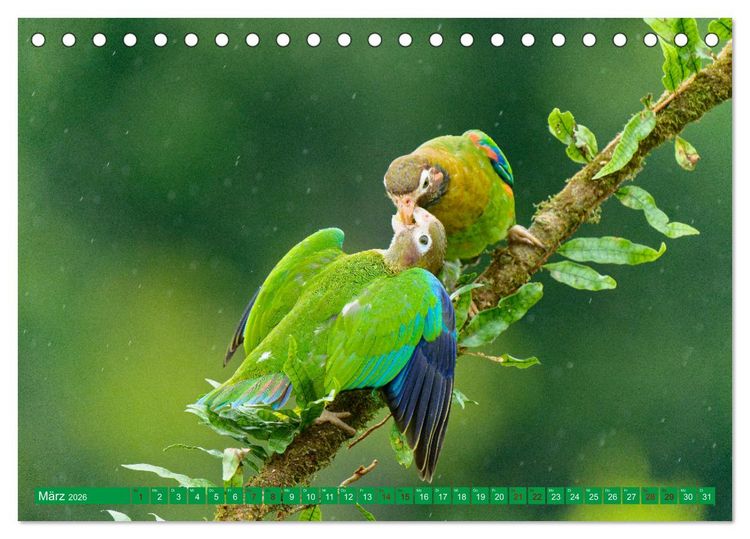Produktbild: Papageien (Tischkalender 2026 DIN A5 quer), CALVENDO Monatskalender