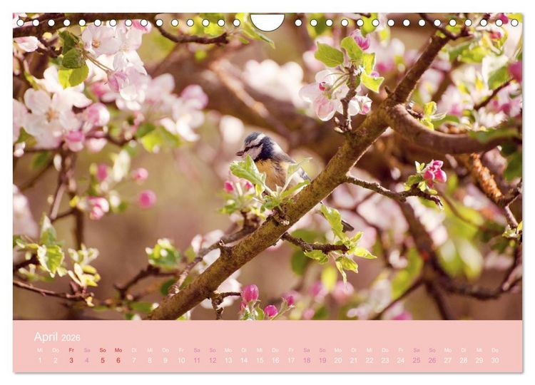 Produktbild: Zeitenwandel - Ein Jahr in der Natur (Wandkalender 2026 DIN A4 quer), CALVENDO Monatskalender