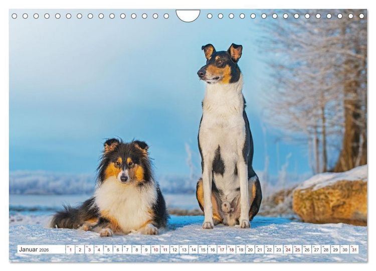 Produktbild: Ein Freund f&uuml;rs Leben - Smooth Collie (Wandkalender 2026 DIN A4 quer), CALVENDO Monatskalender