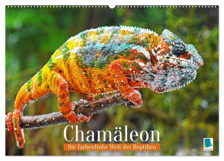 Produktbild: Cham&auml;leon: Die farbenfrohe Welt der Reptilien (Wandkalender 2026 DIN A2 quer), CALVENDO Monatskalender