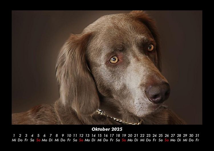Produktbild: Hundezauber 2025 Fotokalender DIN A3