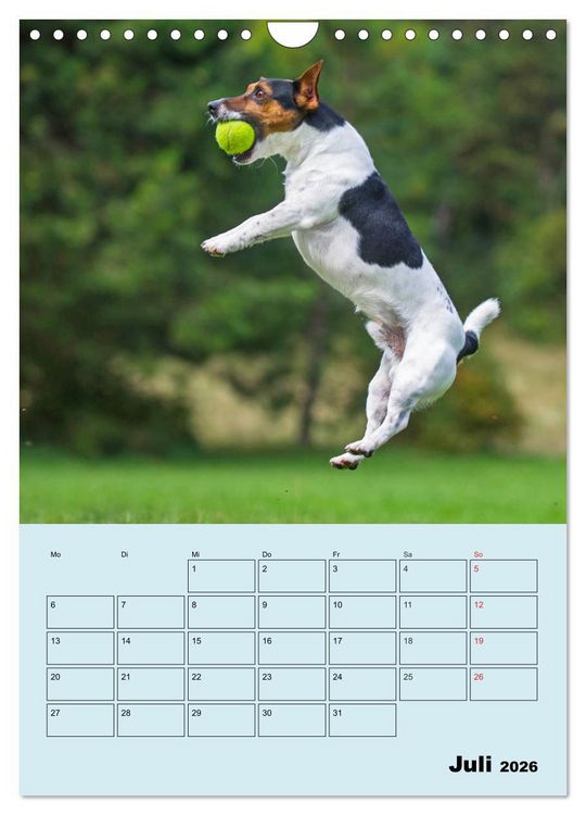 Produktbild: Familienplaner Jack und Parson Russell Terrier (Wandkalender 2026 DIN A4 hoch), CALVENDO Monatskalender
