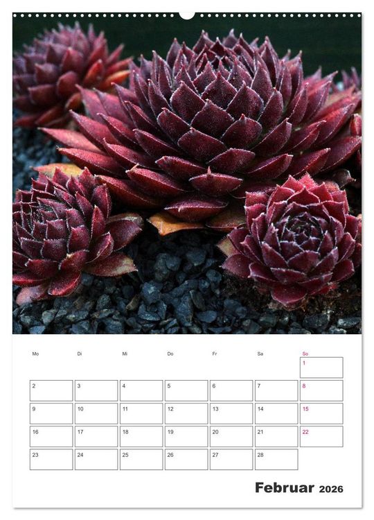Produktbild: Ich liebe Sempervivum (hochwertiger Premium Wandkalender 2026 DIN A2 hoch), Kunstdruck in Hochglanz