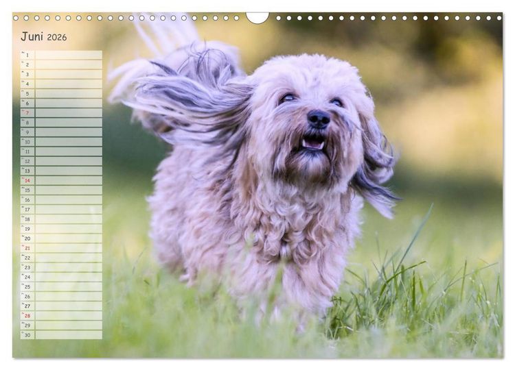 Produktbild: Spa&szlig; mit Havanesern (Wandkalender 2026 DIN A3 quer), CALVENDO Monatskalender