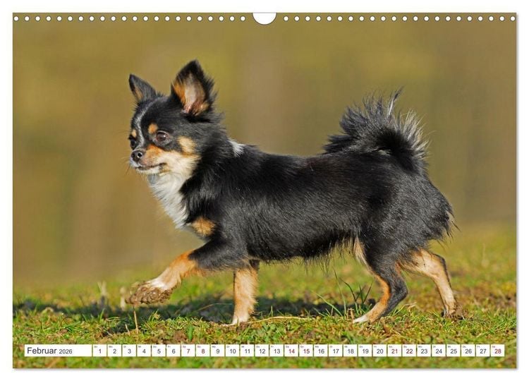 Produktbild: Enegieb&uuml;ndel Chihuahua - Temperament auf vier Pfoten (Wandkalender 2026 DIN A3 quer), CALVENDO Monatskalender