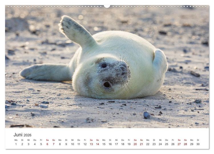 Produktbild: Junge Kegelrobben (hochwertiger Premium Wandkalender 2026 DIN A2 quer), Kunstdruck in Hochglanz