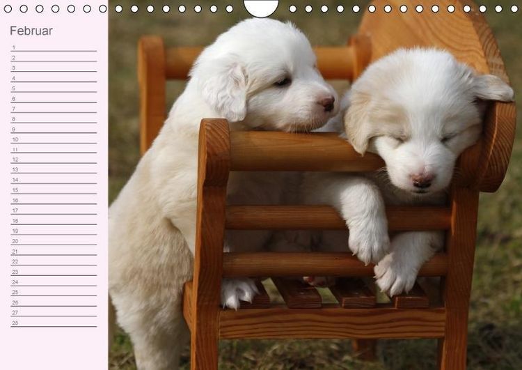 Produktbild: Border Collie-Welpen Geburtstagskalender (Wandkalender immerw&auml;hrend DIN A4 quer)