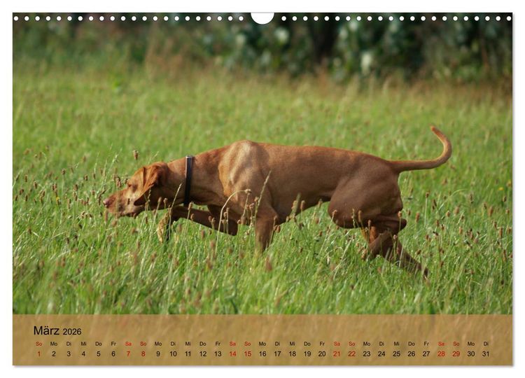Produktbild: Magyar Vizsla - Ungarischer Vorstehhund (Wandkalender 2026 DIN A3 quer), CALVENDO Monatskalender