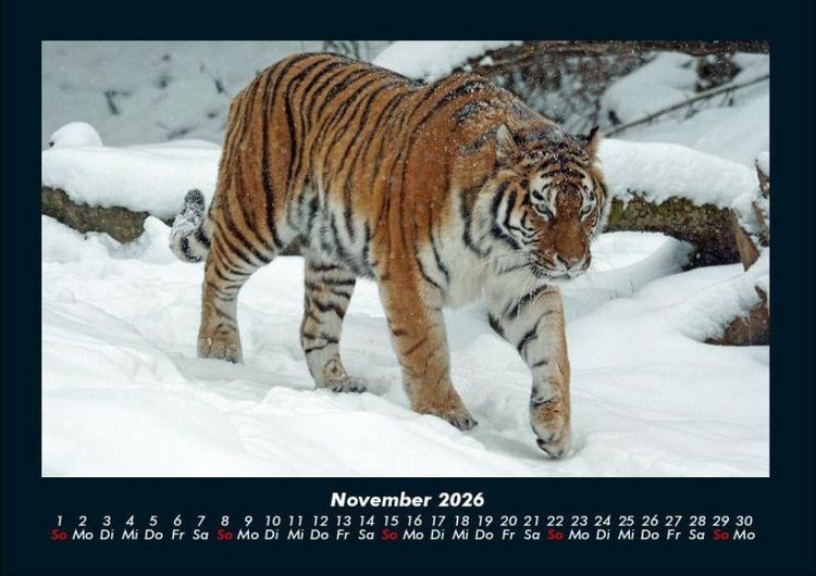Produktbild: Tiger 2026 Fotokalender DIN A4
