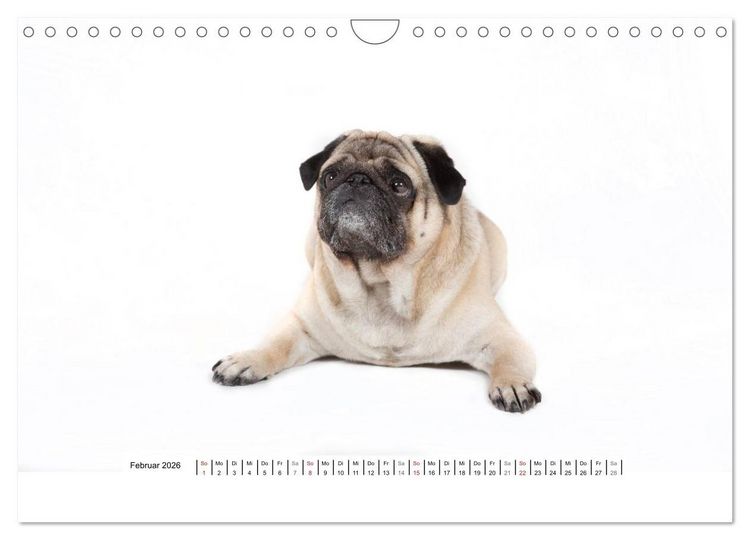 Produktbild: Mops - unwiderstehlich und charmant (Wandkalender 2026 DIN A4 quer), CALVENDO Monatskalender