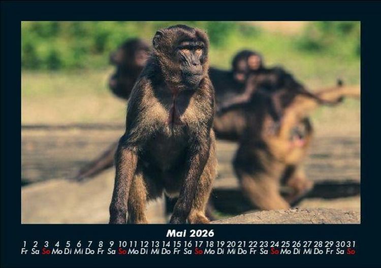 Produktbild: Der Tierkalender 2026 Fotokalender DIN A5