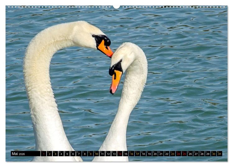 Produktbild: V&ouml;gel im Fokus - Ausdrucksstarke Vielfalt in der Vogelwelt (hochwertiger Premium Wandkalender 2026 DIN A2 quer), Kunstdruck in Hochglanz
