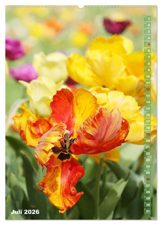 Produktbild: Bunte Tulpenpracht (hochwertiger Premium Wandkalender 2026 DIN A2 hoch), Kunstdruck in Hochglanz