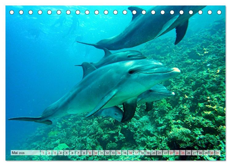 Produktbild: Abenteuer Riff - bunte Unterwasserwelt (Tischkalender 2026 DIN A5 quer), CALVENDO Monatskalender