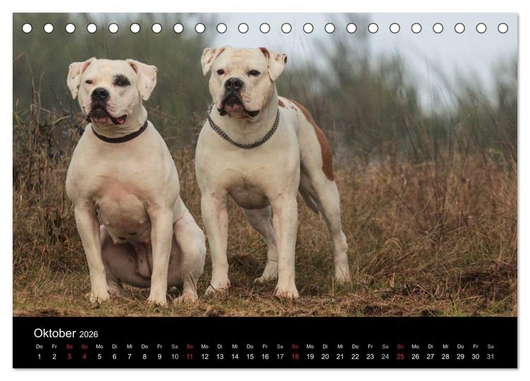 Produktbild: American Bulldog - alles Andere ist nur ein Hund (Tischkalender 2026 DIN A5 quer), CALVENDO Monatskalender