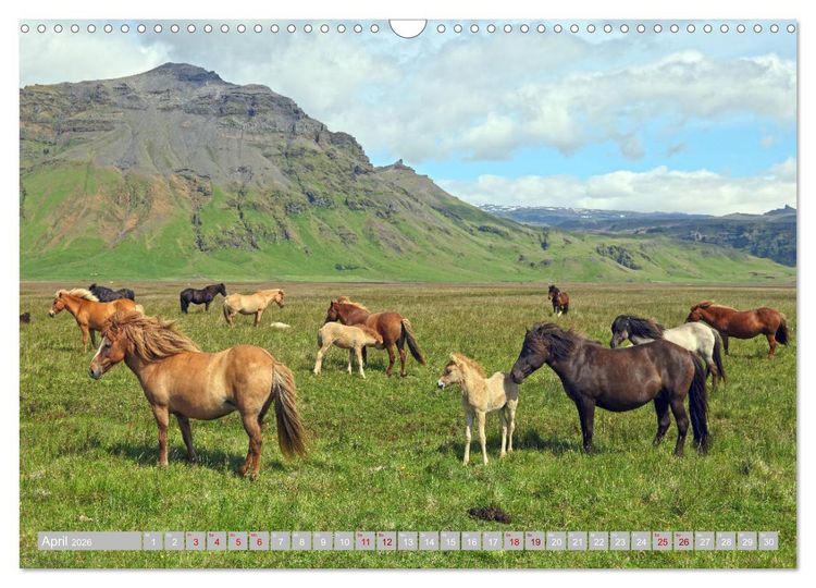 Produktbild: Islandpferde - Die tierischen Stars der Insel (Wandkalender 2026 DIN A3 quer), CALVENDO Monatskalender