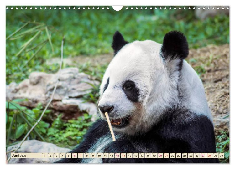 Produktbild: Niedlicher Panda (Wandkalender 2026 DIN A3 quer), CALVENDO Monatskalender