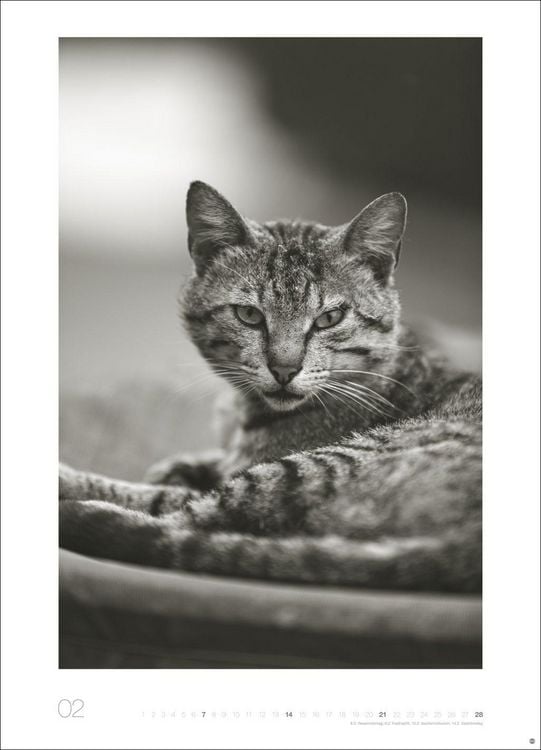 Produktbild: Cats Edition Kalender 2027