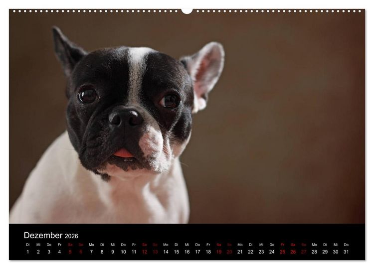 Produktbild: Charme auf vier Pfoten - Franz&ouml;sische Bulldoggen Portraits (hochwertiger Premium Wandkalender 2026 DIN A2 quer), Kunstdruck in Hochglanz