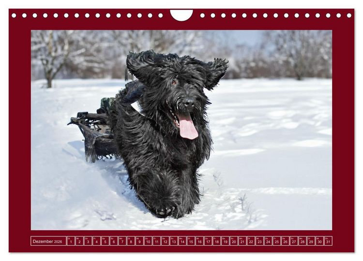Produktbild: Herz auf vier Pfoten - Briard (Wandkalender 2026 DIN A4 quer), CALVENDO Monatskalender