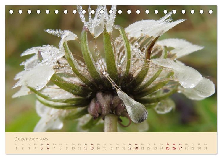 Produktbild: Unscheinbare Sch&ouml;nheit - Pusteblume (Tischkalender 2026 DIN A5 quer), CALVENDO Monatskalender