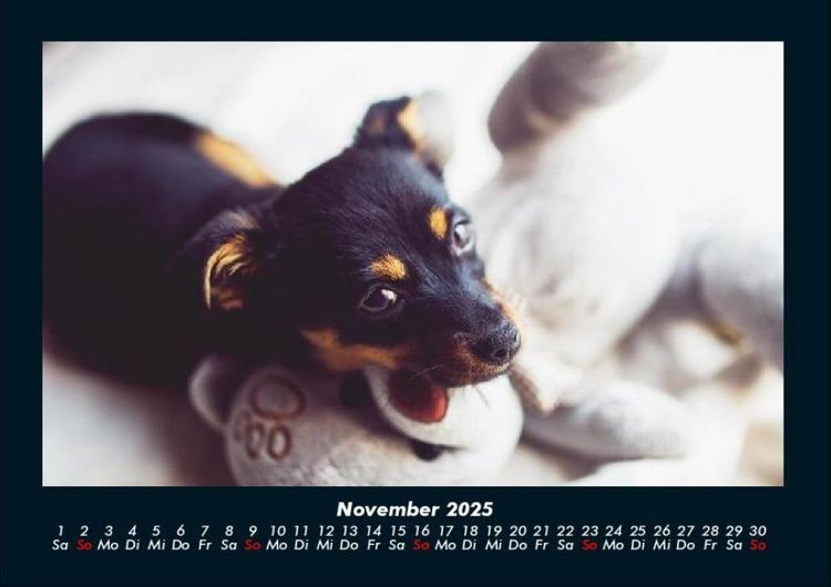 Produktbild: Welpen 2025 Fotokalender DIN A4