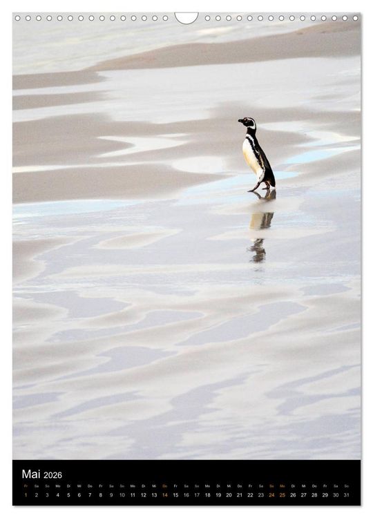 Produktbild: Hallo Pinguin (Wandkalender 2026 DIN A3 hoch), CALVENDO Monatskalender