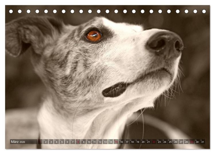 Produktbild: Galgo eye-catcher (Tischkalender 2026 DIN A5 quer), CALVENDO Monatskalender