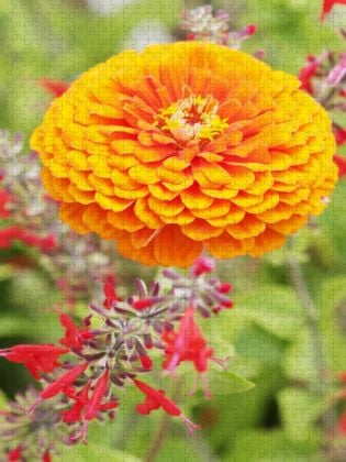 Produktbild: CALVENDO Puzzle Zinnie und Roter Salbei | 1000 Teile Lege-Gr&ouml;&szlig;e 64x48cm Foto-Puzzle f&uuml;r gl&uuml;ckliche Stunden