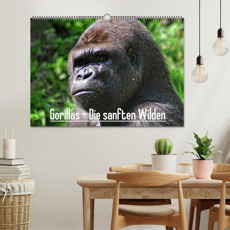 Produktbild: Gorillas - Die sanften Wilden (Wandkalender 2026 DIN A2 quer), CALVENDO Monatskalender