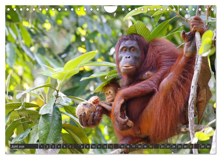 Produktbild: Waldmenschen - Orang Utans auf Borneo (Wandkalender 2026 DIN A4 quer), CALVENDO Monatskalender