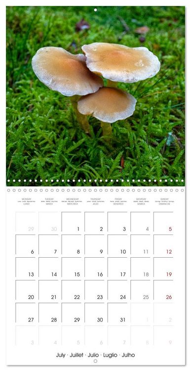 Produktbild: Champignons grignot&eacute;s (Calendrier mural carr&eacute; 2026 30x30 cm) Calendrier double avec une page pour vos prises de notes