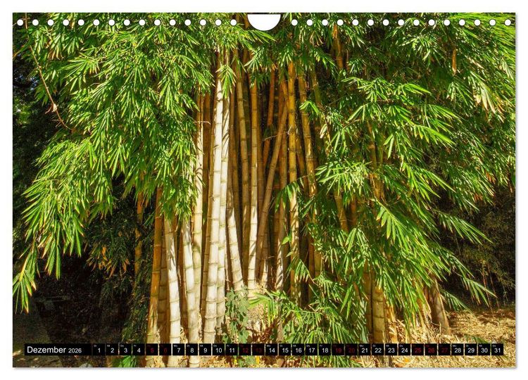 Produktbild: Botanischer Garten Palermo (Wandkalender 2026 DIN A4 quer), CALVENDO Monatskalender