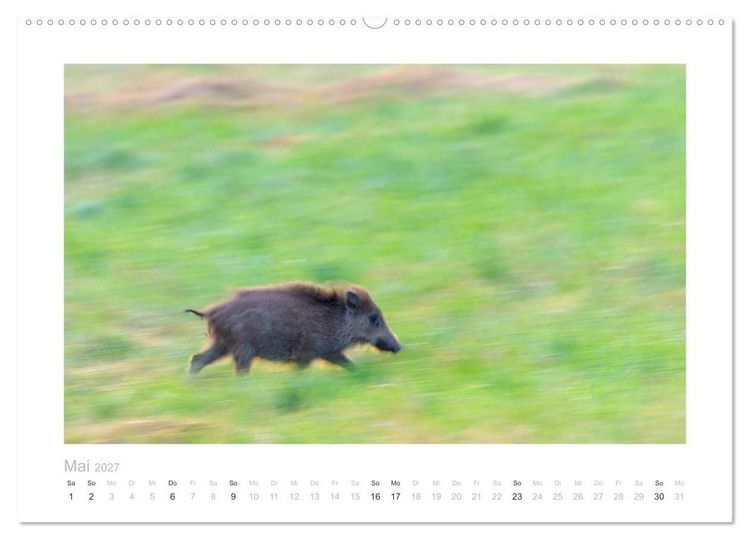 Produktbild: Wildschweine &ndash; Wildlife Fotografien (Wandkalender 2027 DIN A2 quer), CALVENDO Monatskalender