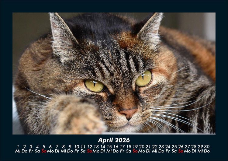 Produktbild: F&uuml;r Katzenfreunde 2026 Fotokalender DIN A5