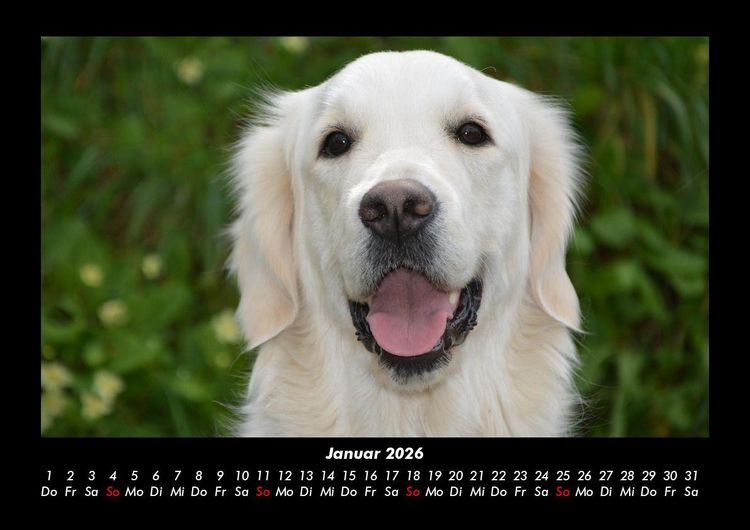 Produktbild: Der Hundekalender 2026 Fotokalender DIN A3