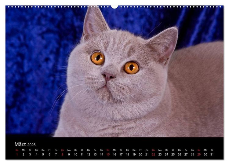 Produktbild: Britisch Kurzhaar Katzen (hochwertiger Premium Wandkalender 2026 DIN A2 quer), Kunstdruck in Hochglanz