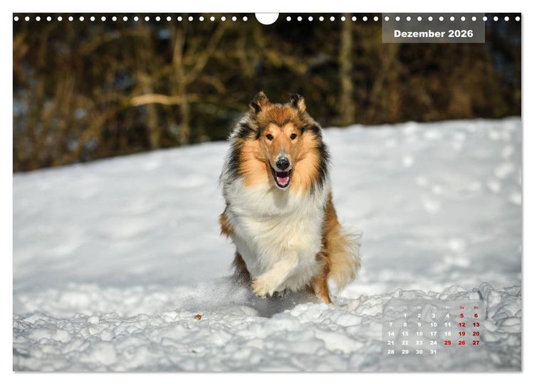 Produktbild: Collies? Was sonst! (Wandkalender 2026 DIN A3 quer), CALVENDO Monatskalender