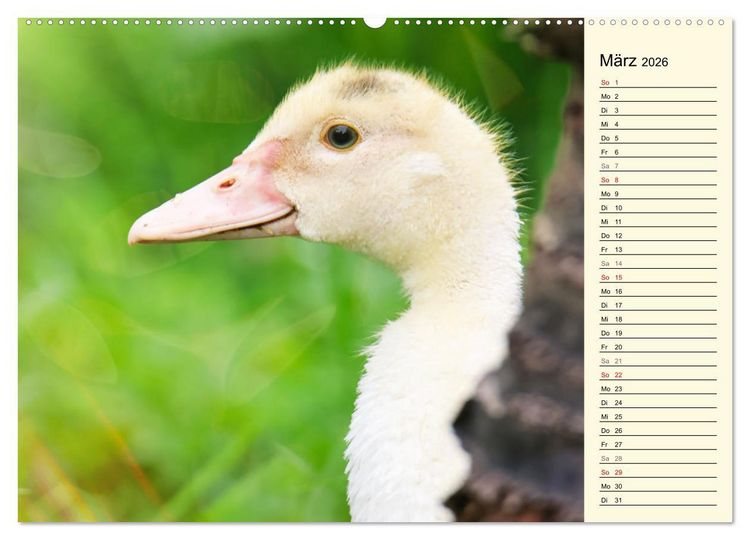 Produktbild: Entz&uuml;ckende Entenk&uuml;ken (hochwertiger Premium Wandkalender 2026 DIN A2 quer), Kunstdruck in Hochglanz
