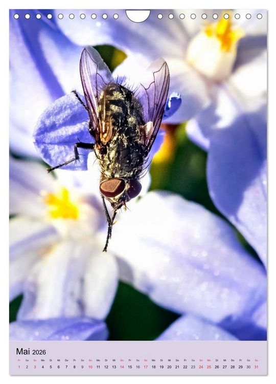 Produktbild: INSEKTENWELT - Heimische N&uuml;tzlinge ganz nah (Wandkalender 2026 DIN A4 hoch), CALVENDO Monatskalender
