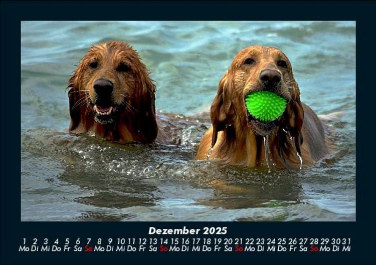 Produktbild: Hundezauber 2025 Fotokalender DIN A5