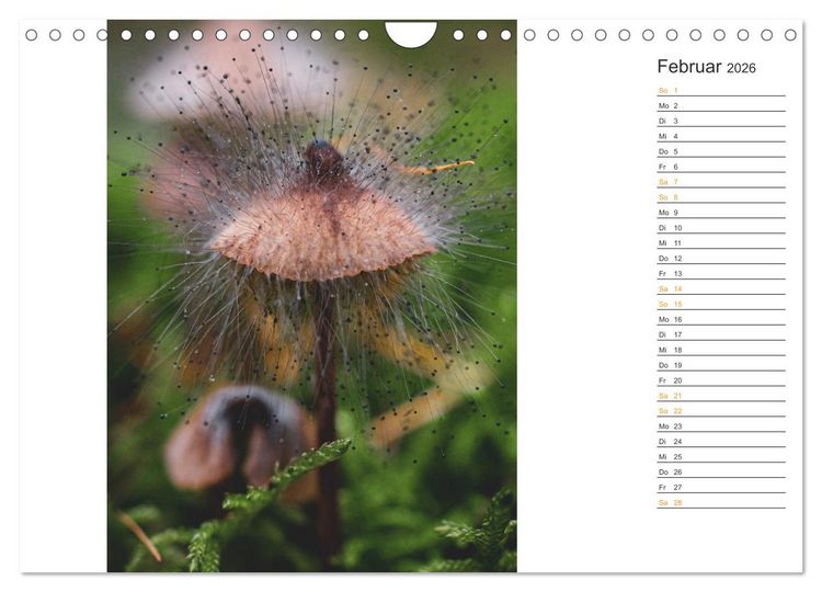 Produktbild: Kleine Wunder vor der Haust&uuml;r (Wandkalender 2026 DIN A4 quer), CALVENDO Monatskalender