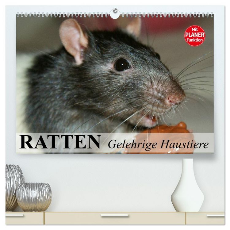 Produktbild: Ratten. Gelehrige Haustiere (hochwertiger Premium Wandkalender 2026 DIN A2 quer), Kunstdruck in Hochglanz