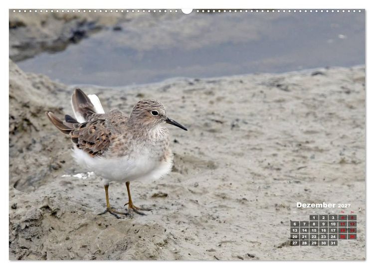 Produktbild: Limikolen - Watv&ouml;gel Europas (Wandkalender 2027 DIN A2 quer), CALVENDO Monatskalender