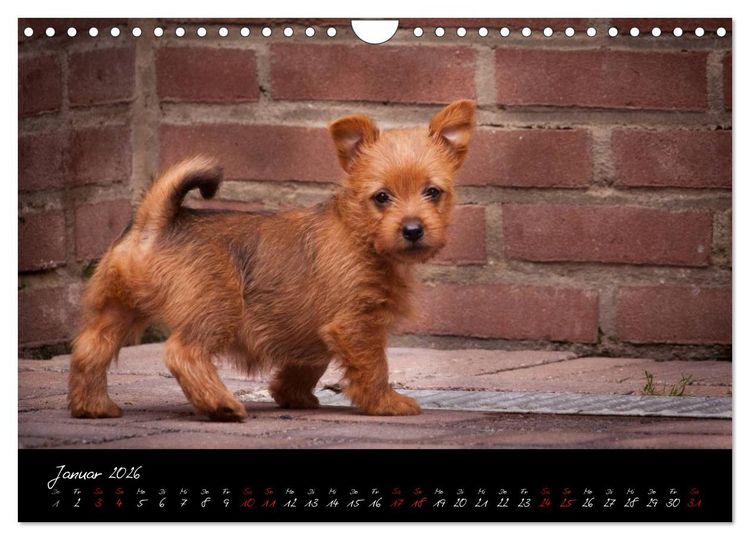 Produktbild: Australian Terrier Welpen (Wandkalender 2026 DIN A4 quer), CALVENDO Monatskalender