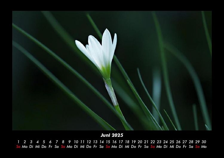 Produktbild: Blumentr&auml;ume 2025 Fotokalender DIN A3