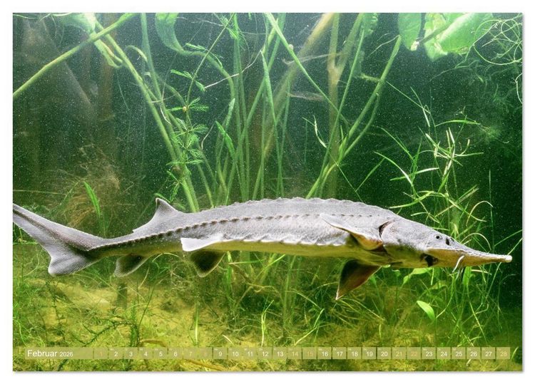 Produktbild: Forelle, Hecht und St&ouml;r: Fische in europ&auml;ischen Gew&auml;ssern (Tischkalender 2026 DIN A5 quer), CALVENDO Monatskalender
