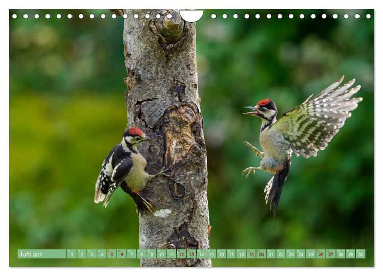 Produktbild: Buntspechte im Flug (Wandkalender 2027 DIN A4 quer), CALVENDO Monatskalender